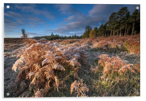 New Forest frost  Acrylic by Shaun Jacobs