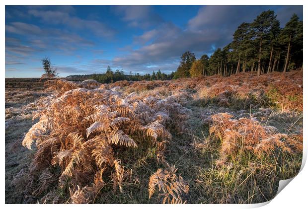 New Forest frost  Print by Shaun Jacobs