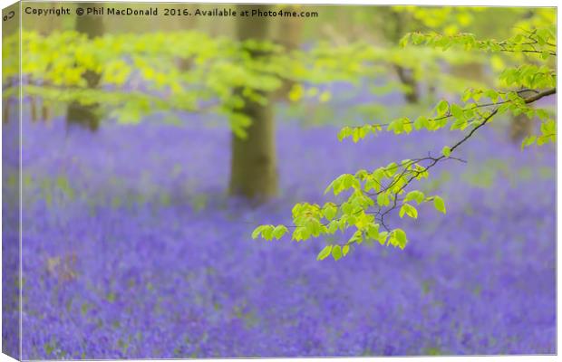 Purple Patch, Bluebell Wood at Dawn Canvas Print by Phil MacDonald