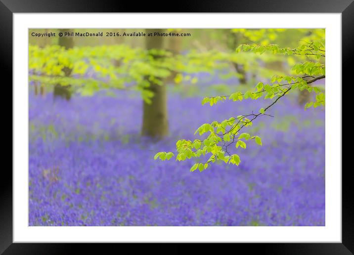 Purple Patch, Bluebell Wood at Dawn Framed Mounted Print by Phil MacDonald