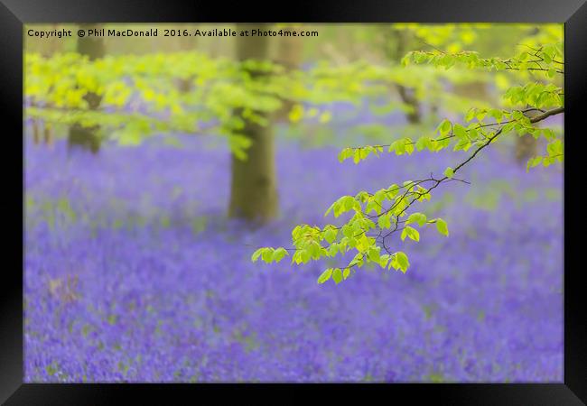 Purple Patch, Bluebell Wood at Dawn Framed Print by Phil MacDonald