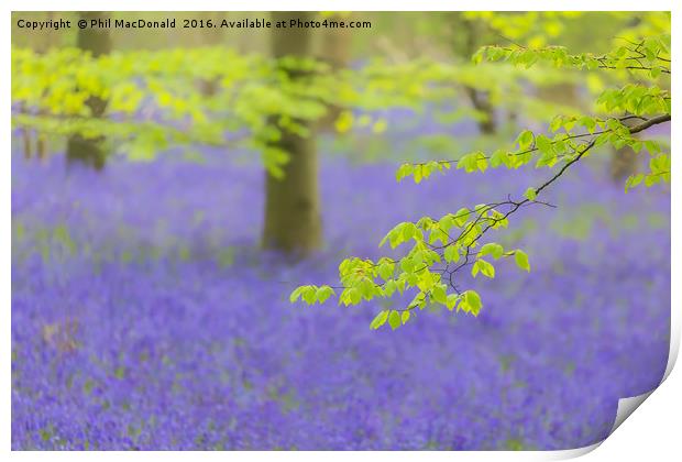 Purple Patch, Bluebell Wood at Dawn Print by Phil MacDonald