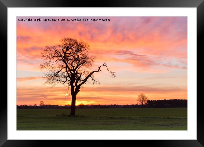 Under a Blood Red Sky, Lonely Tree Framed Mounted Print by Phil MacDonald