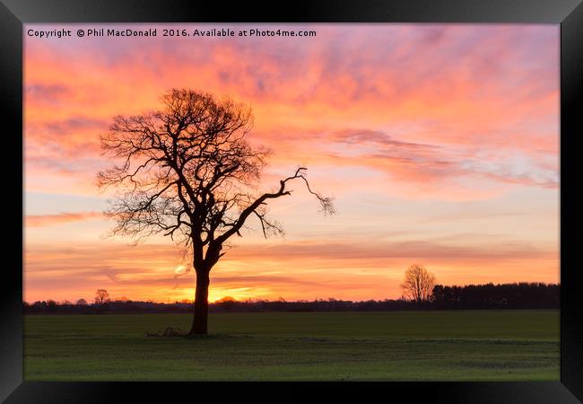 Under a Blood Red Sky, Lonely Tree Framed Print by Phil MacDonald