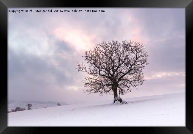 Winter is Coming, Snowbound Tree at Dawn Framed Print by Phil MacDonald