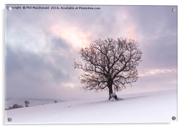 Winter is Coming, Snowbound Tree at Dawn Acrylic by Phil MacDonald