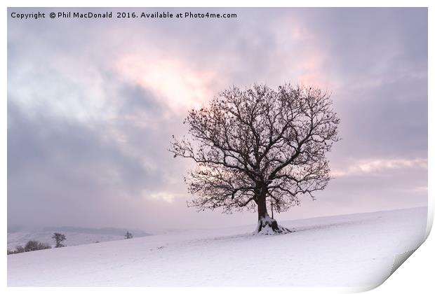 Winter is Coming, Snowbound Tree at Dawn Print by Phil MacDonald