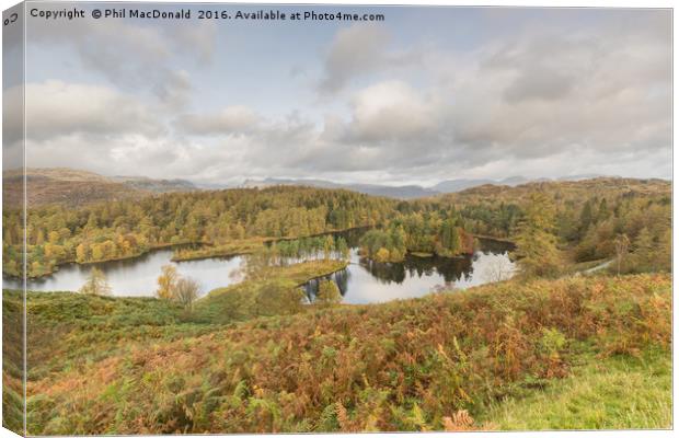 Autumn at Tarn Hows Canvas Print by Phil MacDonald