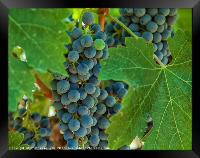 Grapes 1 Framed Print by jonathan nguyen