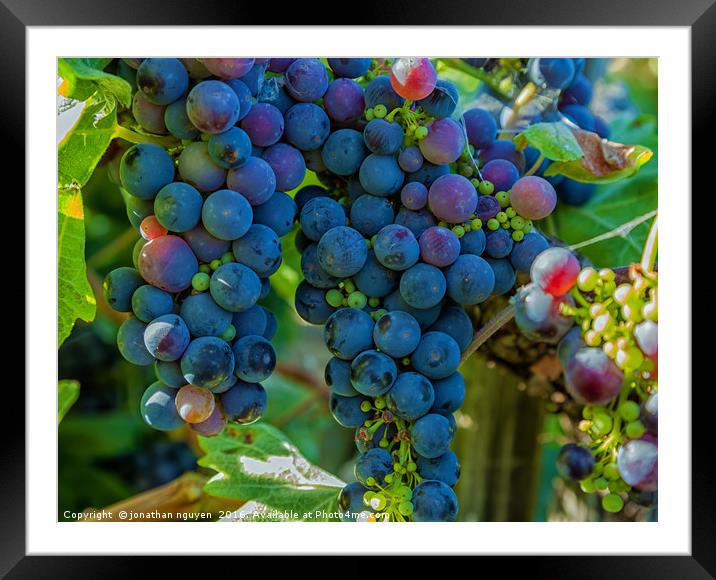 Grapes 2 Framed Mounted Print by jonathan nguyen