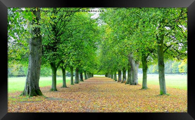 Autumn avenue of tress in Marbury Park. Framed Print by Andrew Heaps