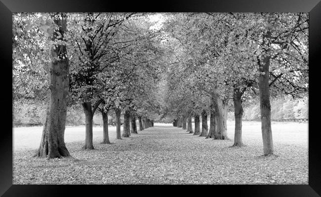 Avenue of trees in black and white Framed Print by Andrew Heaps