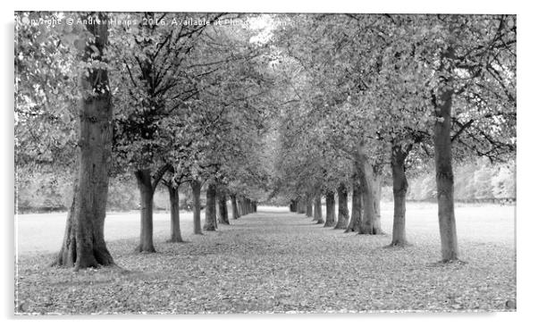Avenue of trees in black and white Acrylic by Andrew Heaps