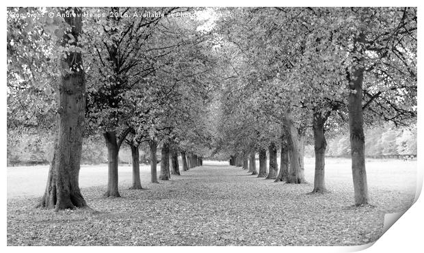 Avenue of trees in black and white Print by Andrew Heaps