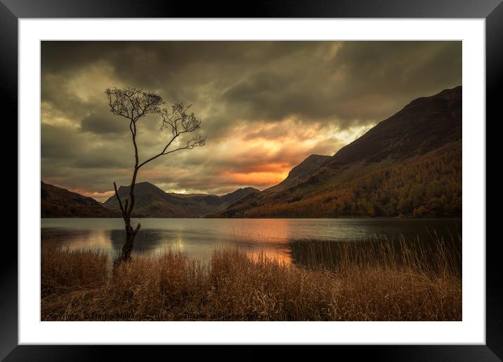 Lone Tree - Buttermere Framed Mounted Print by Martin Williams