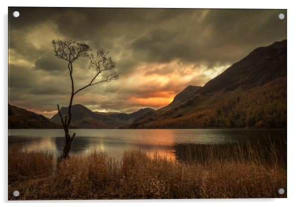 Lone Tree - Buttermere Acrylic by Martin Williams