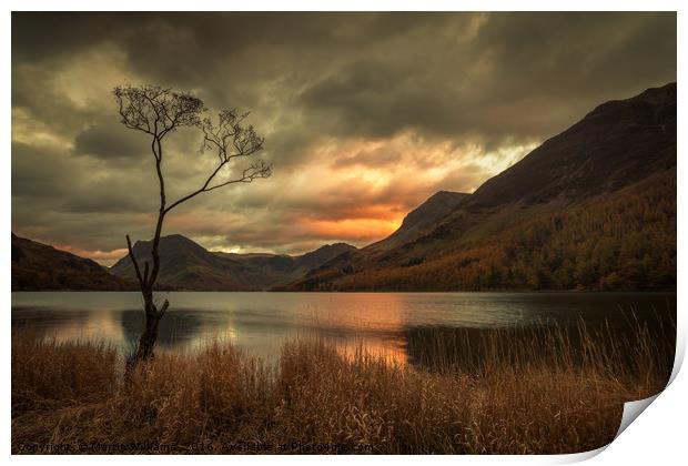 Lone Tree - Buttermere Print by Martin Williams