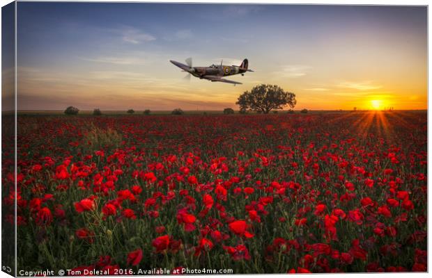 Spitfire over a field of poppies. Canvas Print by Tom Dolezal