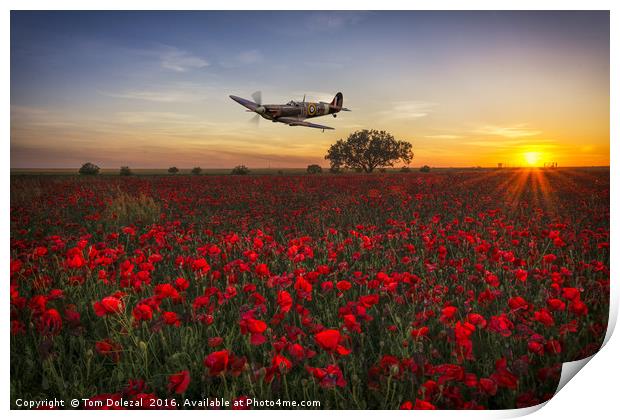 Spitfire over a field of poppies. Print by Tom Dolezal