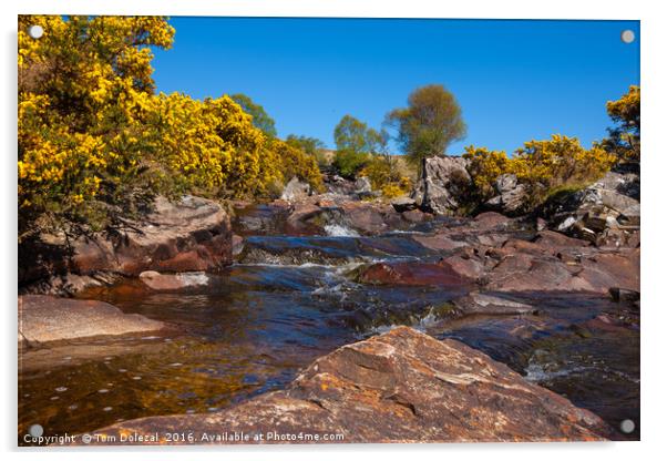 Highland stream Acrylic by Tom Dolezal