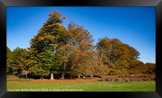 Autumn woodland scene Framed Print by Tom Dolezal
