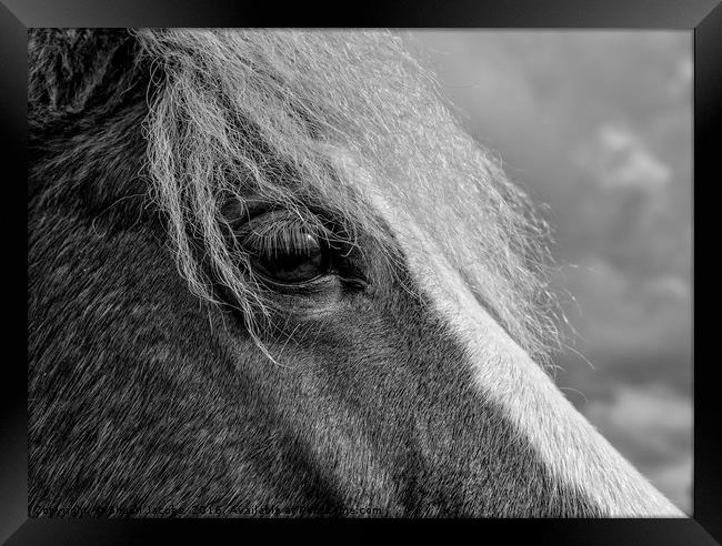 New Forest pony  Framed Print by Shaun Jacobs