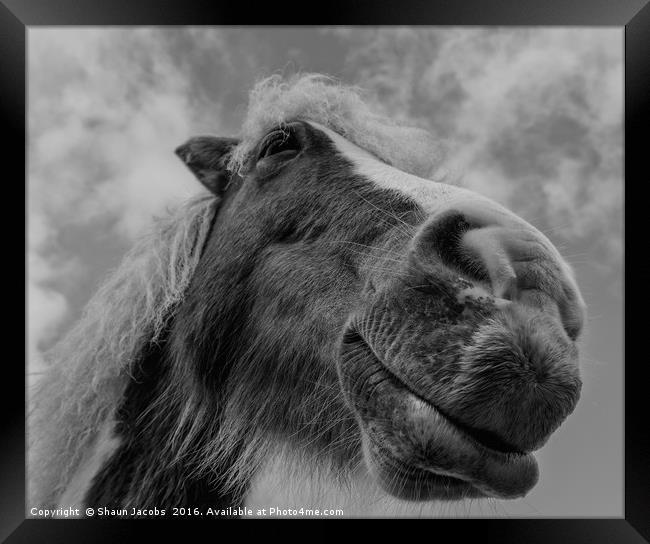 New Forest pony  Framed Print by Shaun Jacobs