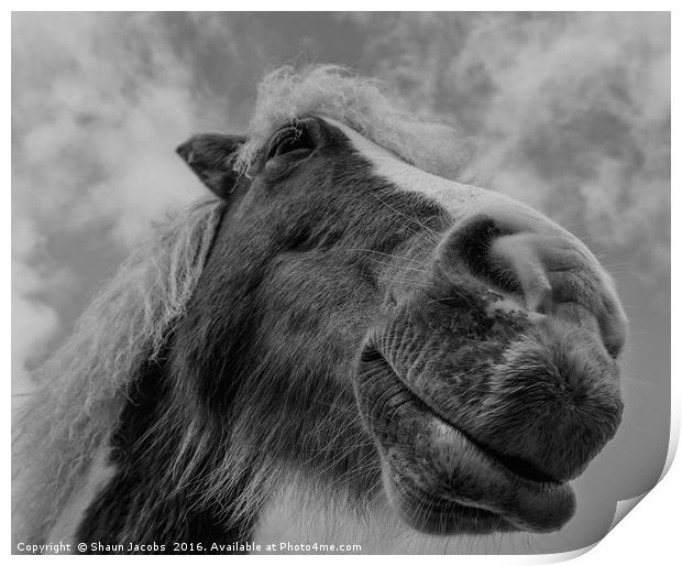 New Forest pony  Print by Shaun Jacobs