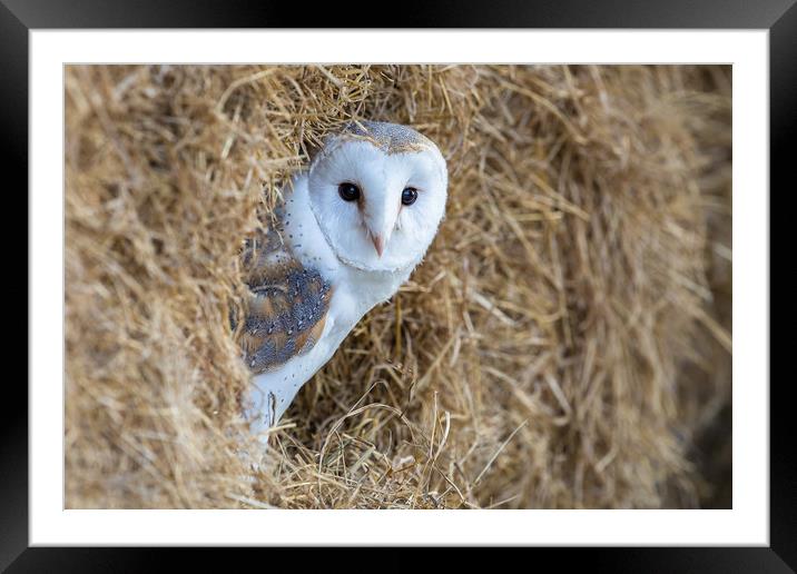 In the barn Framed Mounted Print by Philip Male