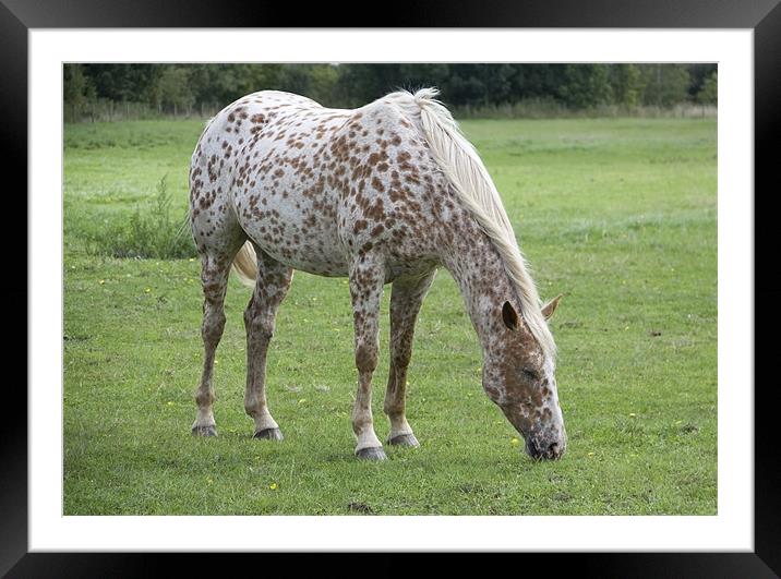 Appaloosa breed horse grazing Framed Mounted Print by David French