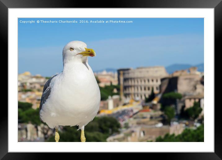 Seagull in Rome. Framed Mounted Print by Theocharis Charitonidis