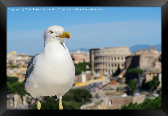Seagull in Rome. Framed Print by Theocharis Charitonidis