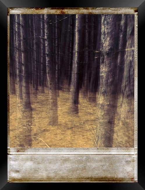 Forest Framed Print by Jean-François Dupuis