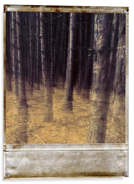 Forest Acrylic by Jean-François Dupuis