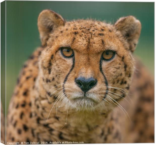 Cheetah eye focus Canvas Print by Tom Dolezal