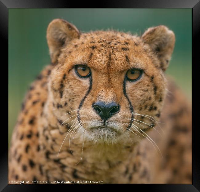 Cheetah eye focus Framed Print by Tom Dolezal