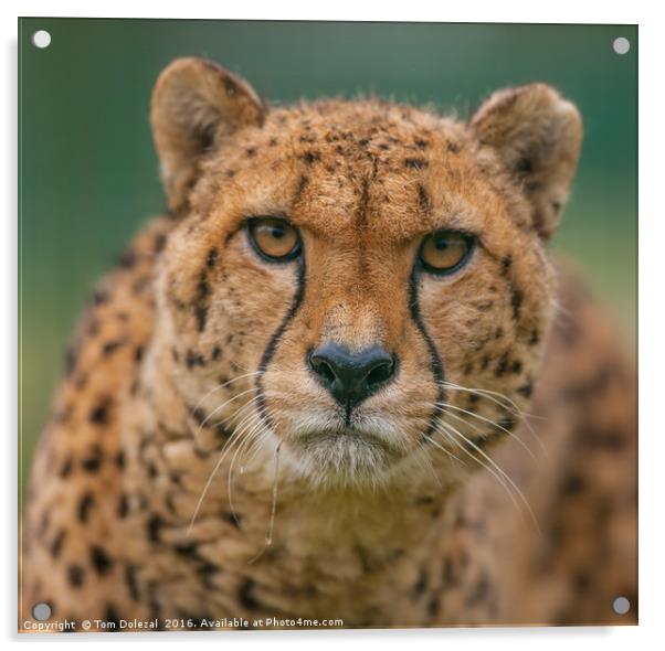 Cheetah eye focus Acrylic by Tom Dolezal