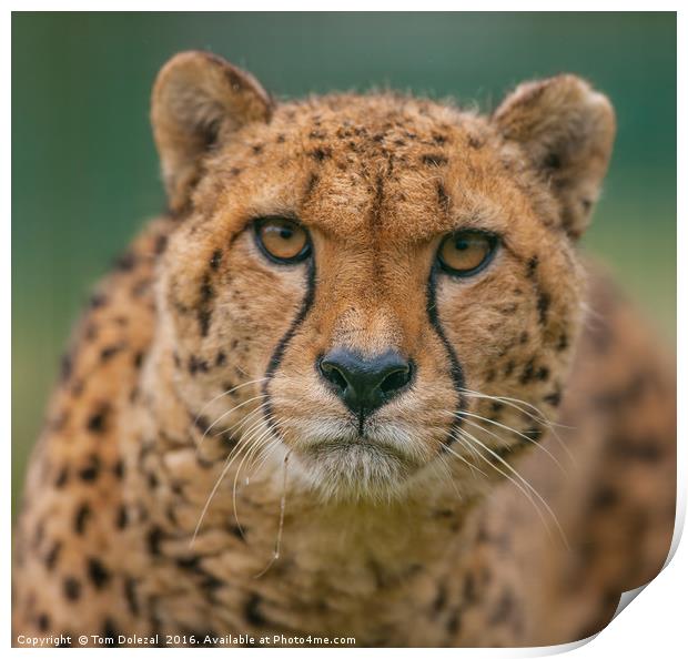 Cheetah eye focus Print by Tom Dolezal
