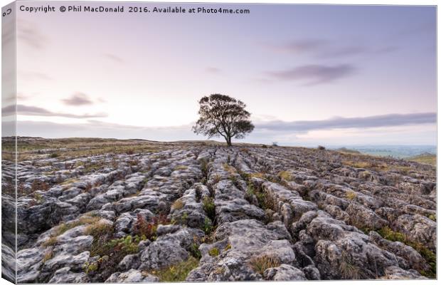 The Lonely Malham Ash at Dawn Canvas Print by Phil MacDonald
