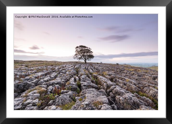 The Lonely Malham Ash at Dawn Framed Mounted Print by Phil MacDonald