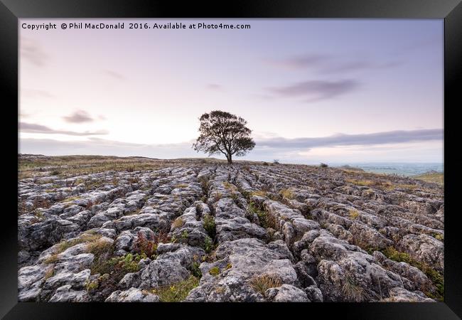 The Lonely Malham Ash at Dawn Framed Print by Phil MacDonald