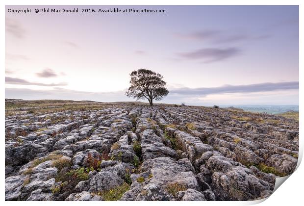 The Lonely Malham Ash at Dawn Print by Phil MacDonald
