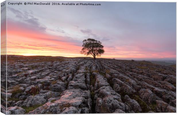 Under a Blood Red Sky, Malham Ash at Dawn Canvas Print by Phil MacDonald