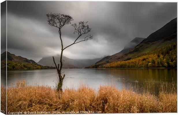 The Lone Tree, Buttermere Lake Canvas Print by David Schofield