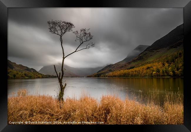 The Lone Tree, Buttermere Lake Framed Print by David Schofield