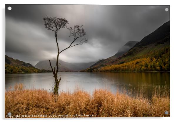 The Lone Tree, Buttermere Lake Acrylic by David Schofield