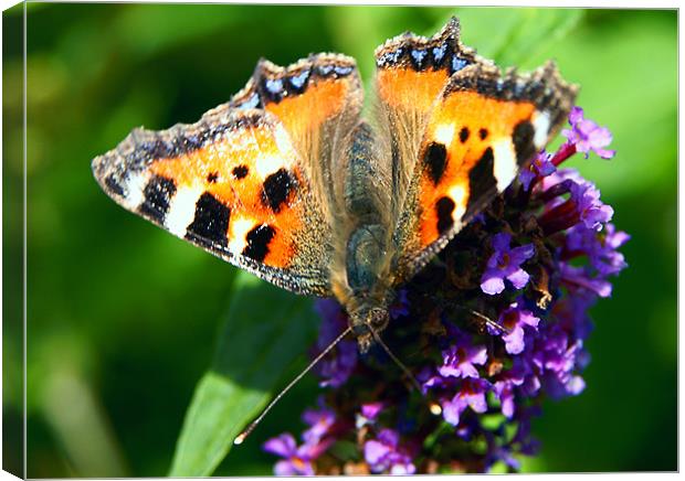 Butterfly Canvas Print by David (Dai) Meacham