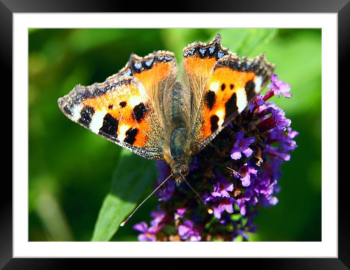 Butterfly Framed Mounted Print by David (Dai) Meacham