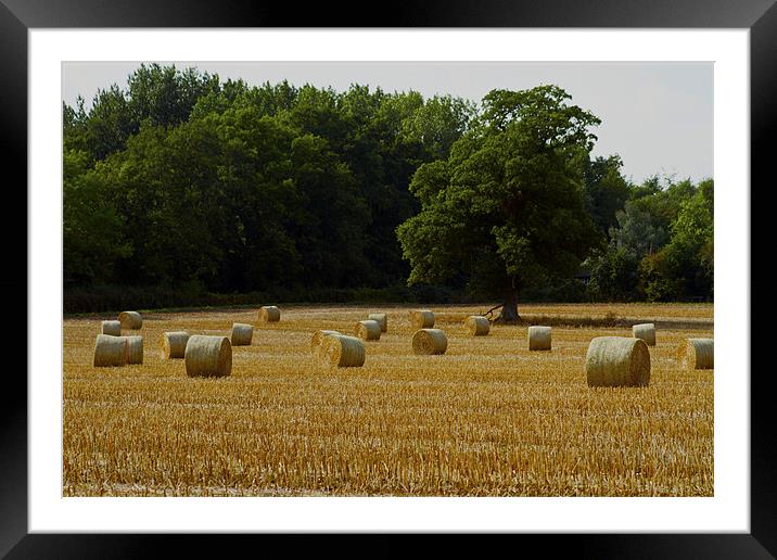 Hereford Summer Framed Mounted Print by les tobin