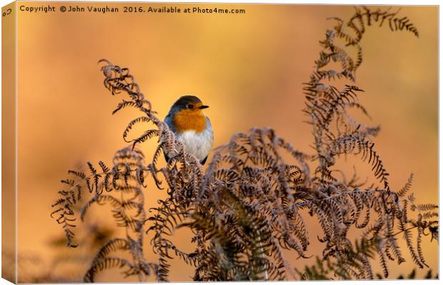 Early frost brings native Robin into Autumn sun Canvas Print by John Vaughan